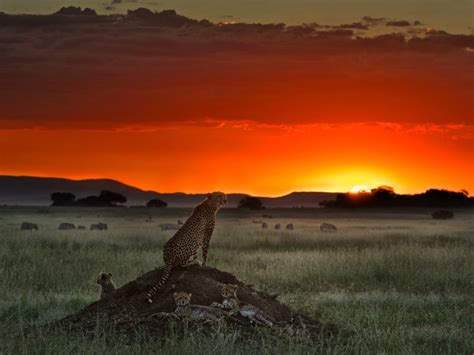 Cheetah Sunset Hd Wallpaper Free Downloads