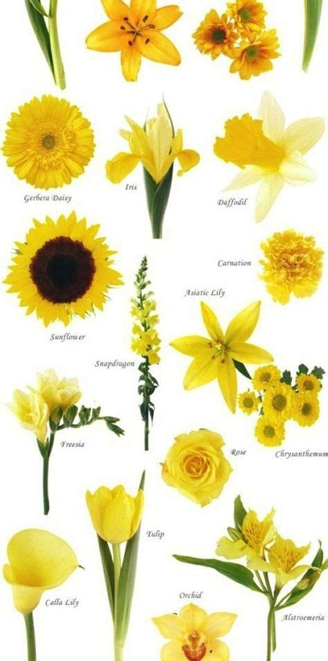As white goes well with any colour, these. Flower names by Color | Spring wedding flowers, Yellow ...