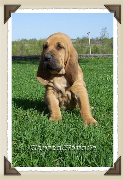 Quality bloodhound puppies for sale, bloodhounds for tracking, bloodhound puppy for a loving pet. Bloodhound Puppy for Sale