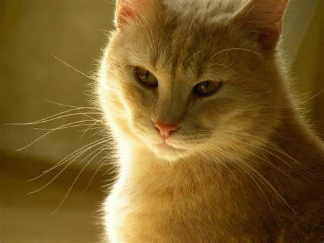 Free Images Sunlight Pet Kitten Feline Wash Fauna Close Up