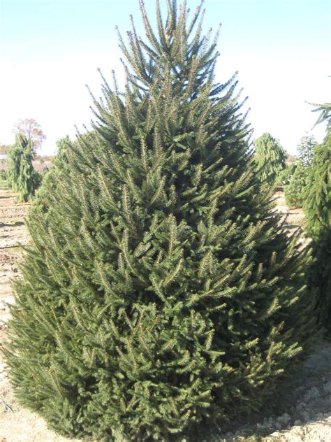 Trees Planet Picea Abies Norway Spruce