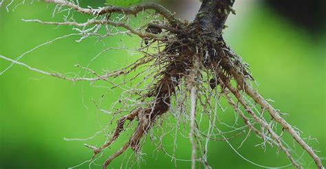 How deep will an inch of moisture move during recharge. Your Garden . . . with Kate Russell: How deep do roots ...