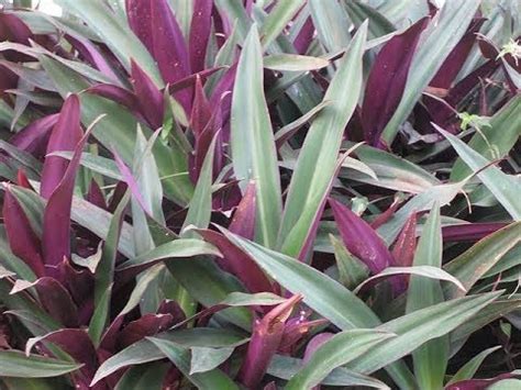 It requires very little care or maintenance and will thrive if planted in a suitably bright, sheltered location. 408 - How to grow n care BOAT LILY /OYSTER PLANT/ RHOEO ...