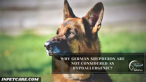 Are German Shepherds Hypoallergenic Inpetcare