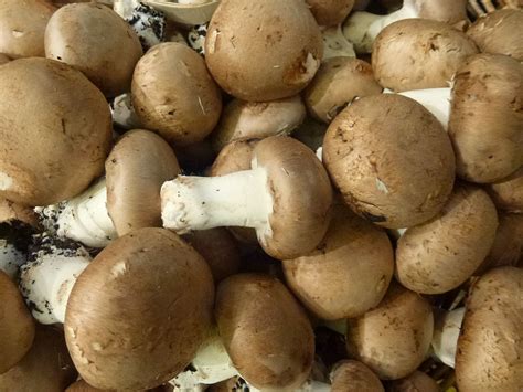 Beautiful Mushrooms | Mushroom nutrition facts, Stuffed mushrooms, Best ...