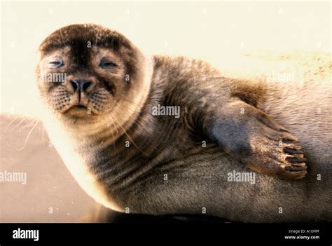 Common Seal Pup Phoca Vitulina Captivehand Reared Looking Dosey
