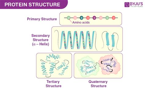 Four Types Of Protein Structure Primary Secondary Tertiary