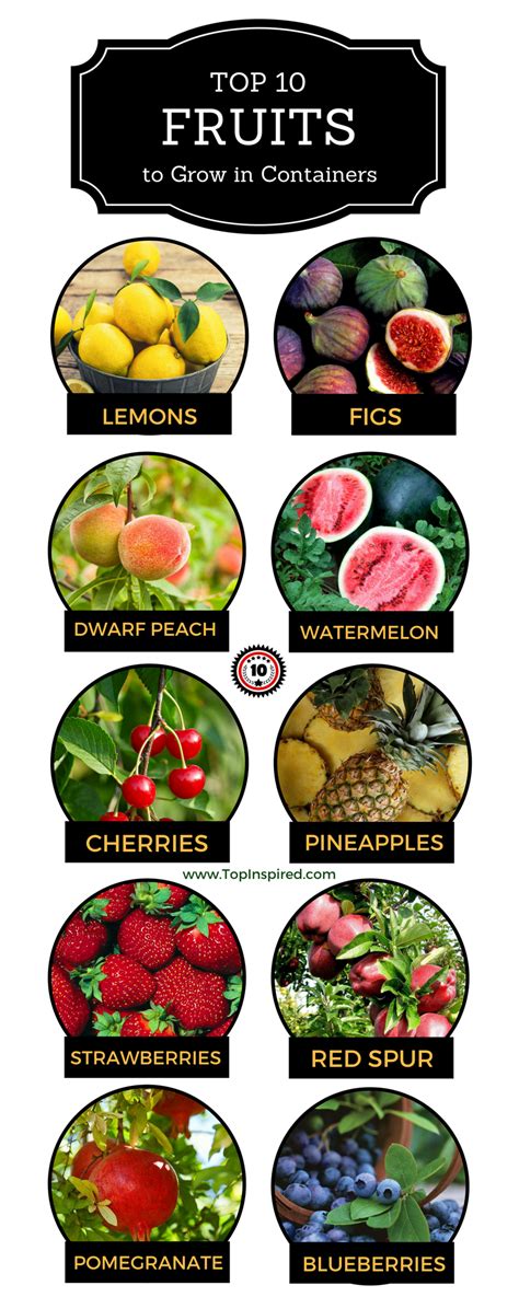 Top 10 Fruits You Can Grow In A Container Indoor Fruit