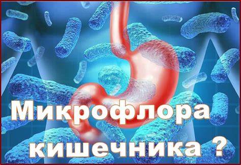 Диета и микрофлора кишечника Нормальная микрофлора кишечника Нормальная микрофлора кишечника Диета и микрофлора кишечника