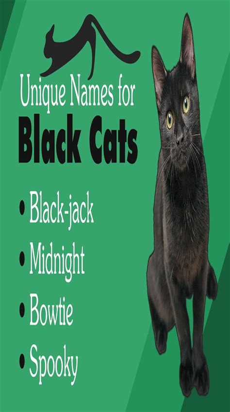 Cute Cat Names For Black Cats