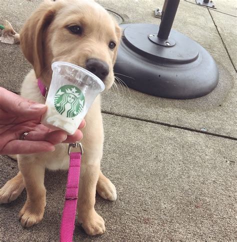 Starbucks Puppuccino Dog Toy For A Well Online Diary Sales Of Photos
