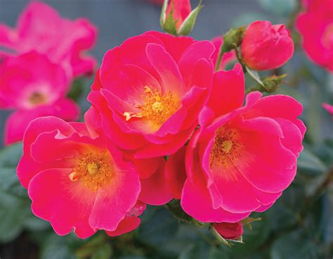 Pink bricks have a soft, muted hue. Pink Brick House™ - Star® Roses and Plants