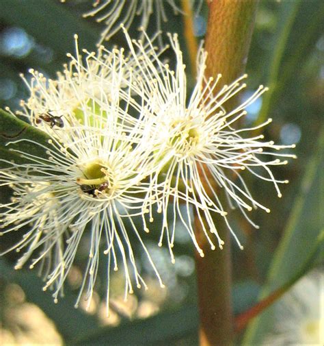 Maybe you would like to learn more about one of these? Eucalyptus thamnoides ssp megista (Gum Tree) in 50mm ...