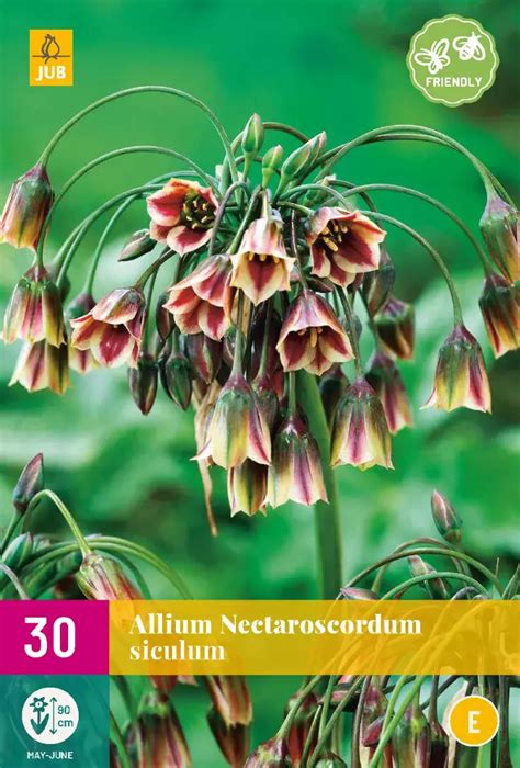 Allium Nectaroscordum Siculum Tuincentrum Van Ee Groot