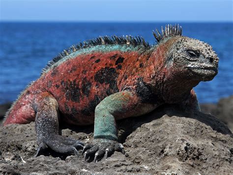 History, location, and interesting facts about galapagos wildlife and geology. Discover Galapagos - Island by Island Guide