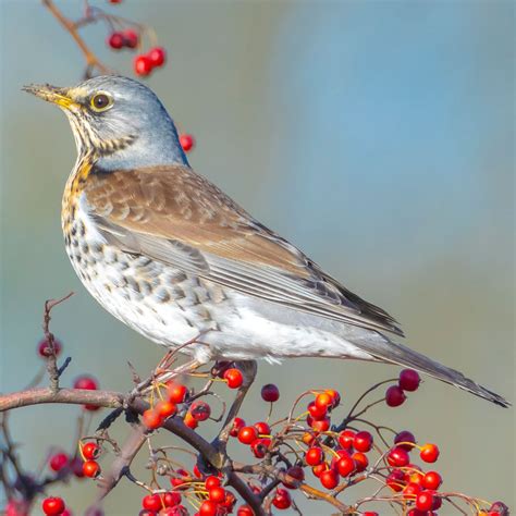 Winter Thrushes — Great English Outdoors