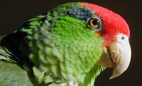 Are There More Free Living Mexican Red Crowned Parrots In Us Cities