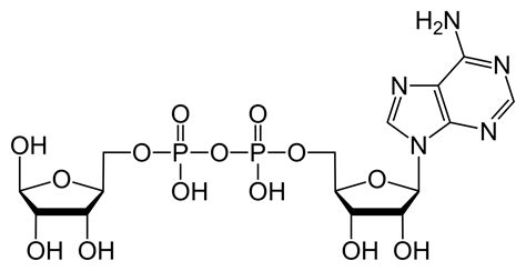 Fileadenosine Diphosphate Ribosesvg Wikimedia Commons