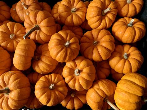 Pumpkin Trail For Families To Enjoy The Halloween Season Safely