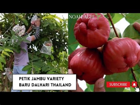 Petik Hasil Dari Cantuman Pokok Jambu Variety Baru Dalhari Thailand