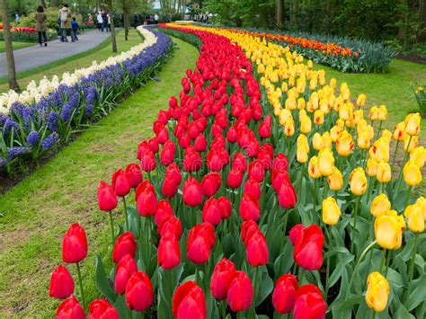 Denn diese blumenpracht ist gewaltig! Tulpen In Keukenhof-Tuinen In Holland Redactionele Foto ...