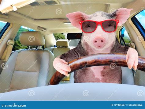 Funny Pig Driving A Car Stock Image Image Of Animal 169486607