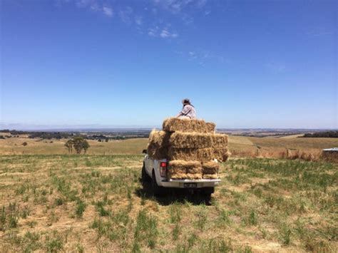 Grass Hay bales for sale | Pet Products | Gumtree ...