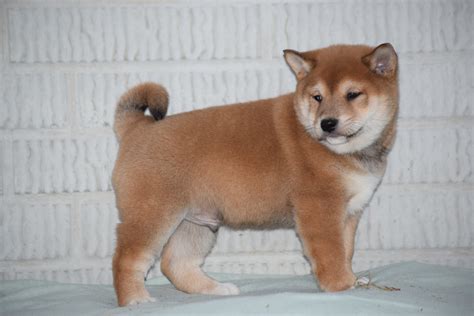 Shiba Inu Puppies Ohio Shiba Inu Facts Pictures Puppies Price