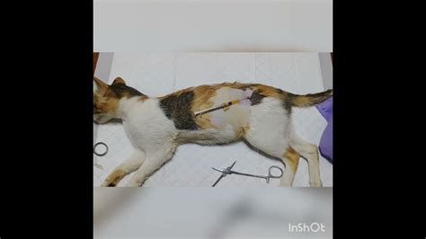 Cutie Hole Cat Flank Spay Vet Veterinarian Cat Youtube
