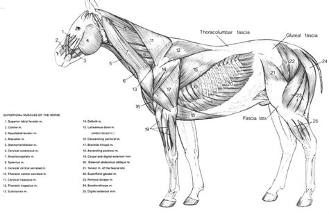 Horse Muscles Diagram