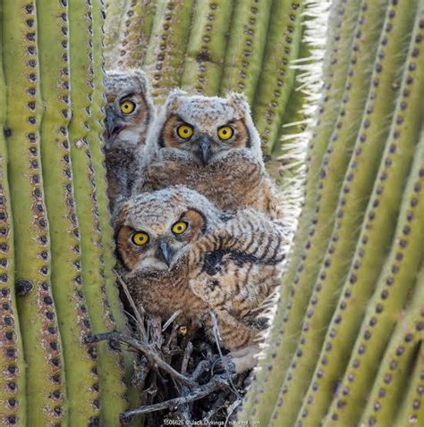 🔥 Great Horned Owls Of The Sonoran Desert Make Nests And Raise Chicks