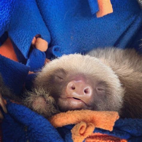 Happy Sloth Sunday No More Hammocks For The Little Guys The Jungle
