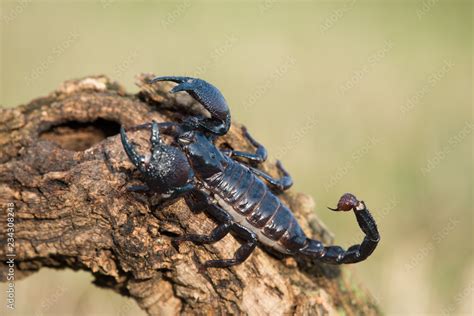 Emperor Scorpion Is A Species Of Scorpion Native To Rainforests And
