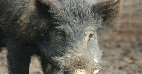 Feral Pigs And Invasive Plants Targets Of Funding Stock And Land Vic