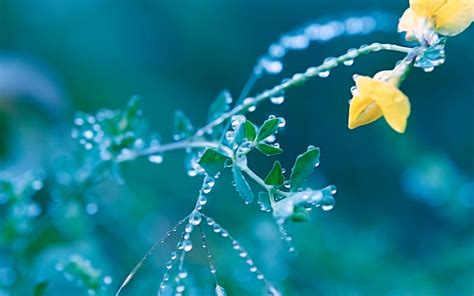Macro Wallpaper Yellow Flower Full With Water Drops