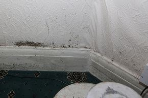 Check spelling or type a new query. Damp & Mould - SHD Property Care