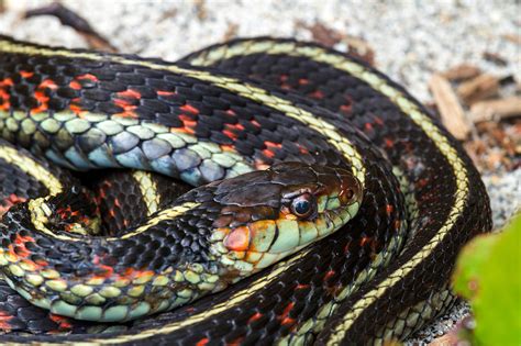 Their propensity to inhabit residential areas explains the common name, garden snake. Coiled Common Garter Snake Photograph by Michael Russell