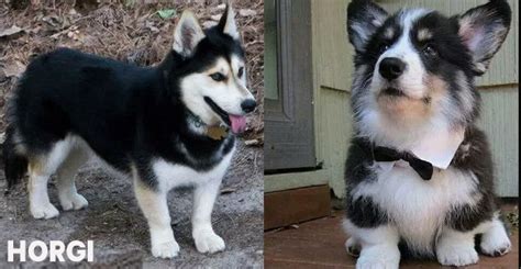 We do not have a physical shelter location, and are operated entirely by volunteers. Corgi and Husky Mixed Aka Horgi Breed [Complete Facts and ...