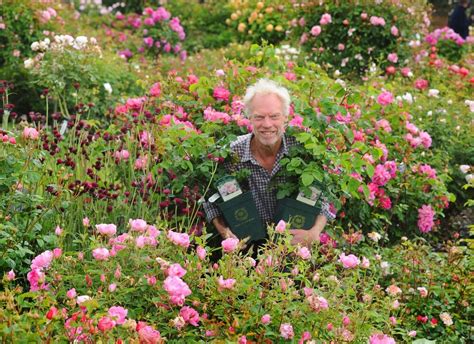 David Austin Roses To Remain Closed Despite Governments Ease On