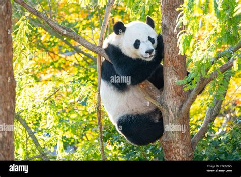A Giant Panda Bear Named Bei Bei Climbing A Tree Smithsonian National