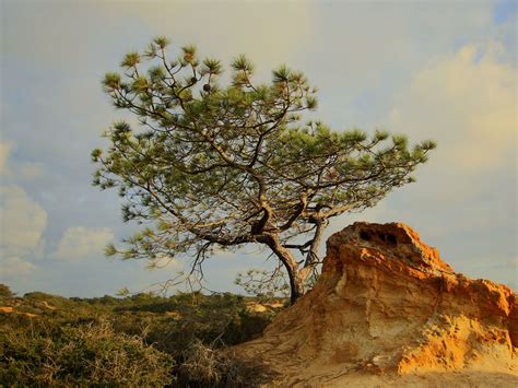 Torrey Pine Nature Collective