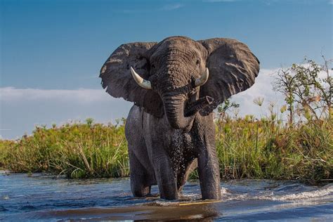 25 Amazing And Interesting Facts About Elephants Lorecentral