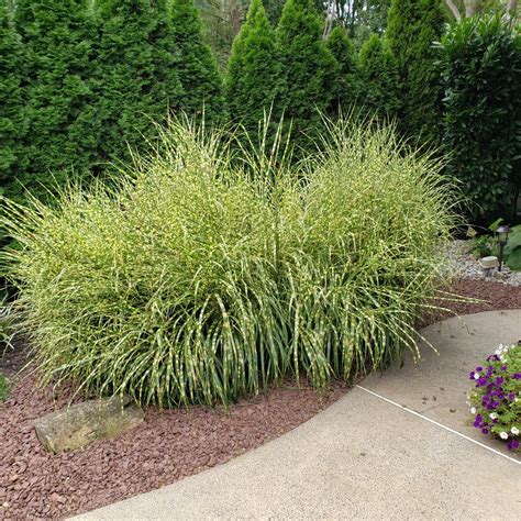 How To Grow Zebra Grass An Ornamental Grass Dengarden