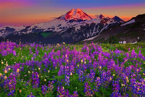 Mountain Wildflowers 144544 High Quality And