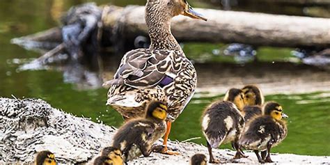 What are the characteristics of a leader? Leadership: Nature or Nurture?