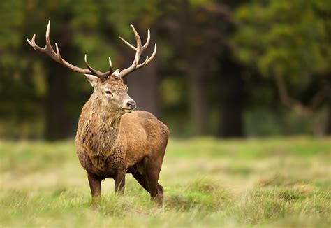 Photography The British Deer Society