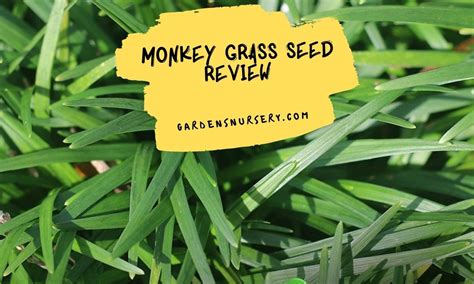 Top Monkey Grass Seed Review Gardens Nursery