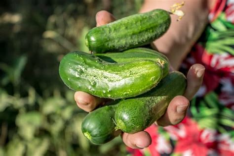 When And How To Pick Pickling Cucumbers Gardeneco