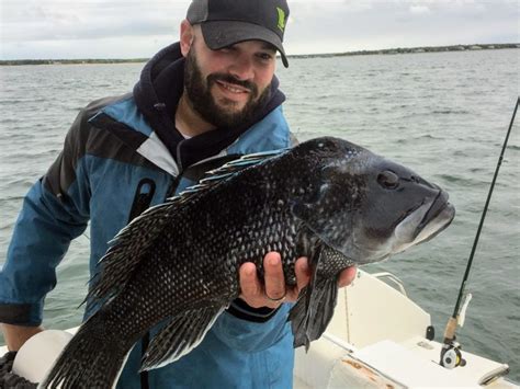 Go Bigger For Knothead Black Sea Bass On The Water