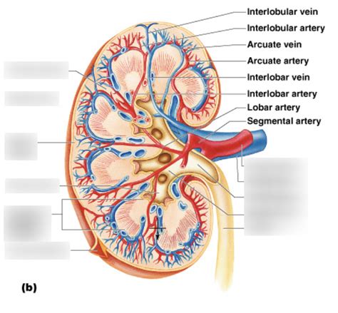 Regions Of The Kidney Diagram Diagram Quizlet